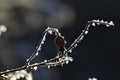 Frost on rose hip branch and berry in winter forest on dark background Royalty Free Stock Photo