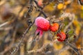 Frosty rose hip with shiny ice frost in snowy forest park. Fallen plants covered hoarfrost and in snow. Tranquil peacful Royalty Free Stock Photo