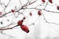 Frosty rose hips closeup Royalty Free Stock Photo