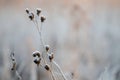 Frosty Seed Pods