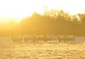 Frosty sheep Royalty Free Stock Photo