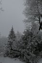 Frosty snow covered coniferous and deciduous trees in the forest in winter in Lithuania. Vertical view