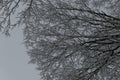 Frosty snow covered tops of deciduous tree branches on a cold winter day in the background of bright sky in the park in Lithuania Royalty Free Stock Photo