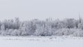 Frosty snowy forest texture Royalty Free Stock Photo