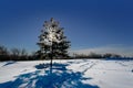 Frosty, snowy night with a purple sky, Christmas tree at night Royalty Free Stock Photo