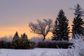 Frosty, snowy night with a purple sky, Christmas tree at night Royalty Free Stock Photo