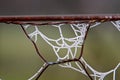 A frosty spider web - detail Royalty Free Stock Photo