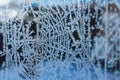 Frosty Spider Web Pattern On Transparent Glass. Close-up