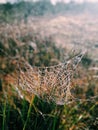 Frosty spiderweb 