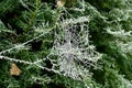 White frost covered spider web cobweb on a green bush