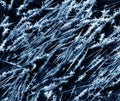 Frosty spikes and needles Royalty Free Stock Photo