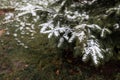 Frosty Spruce Branches. Outdoor frost scene. Snow winter background. Royalty Free Stock Photo