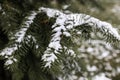 Frosty Spruce Branches. Outdoor frost scene. Snow winter background. Royalty Free Stock Photo