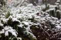 Frosty Spruce Branches. Outdoor frost scene. Snow winter background. Royalty Free Stock Photo