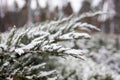 Frosty Spruce Branches. Outdoor frost scene. Snow winter background. Royalty Free Stock Photo