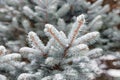 Frosty Spruce Branches. Outdoor frost scene. Snow winter background. Nature forest light landscape Royalty Free Stock Photo