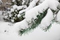 Frosty Spruce Branches. Outdoor frost scene. Snow winter background. Nature forest light landscape. Beautiful tree and Royalty Free Stock Photo