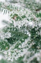 Frosty Spruce Branches.Outdoor frost scene. Snow winter background. Nature forest light landscape. Beautiful tree, snowy, scenic,