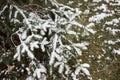 Frosty Spruce Branches. Outdoor frost scene. Snow winter background. Royalty Free Stock Photo