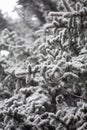 Frosty spruce branches snow winter Royalty Free Stock Photo
