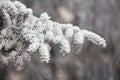 Frosty spruce branches snow winter Royalty Free Stock Photo