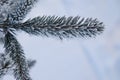 Frosty Spruce Branches. Snow winter background. Royalty Free Stock Photo