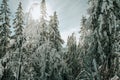 Frosty spruce trees. Snow covered Fir Tree Forest. Nature winter landscape. Carpathian national park, Ukraine, Europe Royalty Free Stock Photo