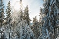 Frosty spruce trees.Snow covered Fir Tree Forest during sunny day. Nature winter landscape. Carpathian national park, Ukraine Royalty Free Stock Photo