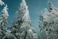 Frosty spruce trees.Snow covered Fir Tree Forest under blue sky. Nature winter landscape. Carpathian national park, Ukraine Royalty Free Stock Photo