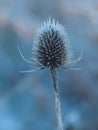 Frosty Teasel flower head in seed Royalty Free Stock Photo