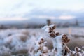 Frosty thorn grass winter