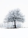 Frosty tree Royalty Free Stock Photo