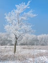 Frosty Tree Royalty Free Stock Photo