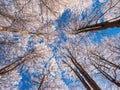 Frosty tree branch with snow in winter on blue sky. Cold weather in the forest. Frosty trees in snowy forest. Frozen trees in  win Royalty Free Stock Photo