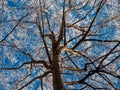 Frosty tree branch with snow in winter on blue sky. Cold weather in the forest. Frosty trees in snowy forest. Frozen trees in  win Royalty Free Stock Photo