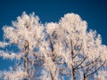 Frosty tree branch with snow in winter on blue sky. Cold weather in the forest. Frosty trees in snowy forest. Frozen trees in  win Royalty Free Stock Photo