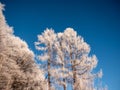 Frosty tree branch with snow in winter on blue sky. Cold weather in the forest. Frosty trees in snowy forest. Frozen trees in  win Royalty Free Stock Photo