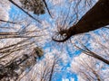 Frosty tree branch with snow in winter on blue sky. Cold weather in the forest. Frosty trees in snowy forest. Frozen trees in win Royalty Free Stock Photo