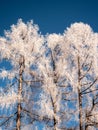 Frosty tree branch with snow in winter on blue sky. Cold weather in the forest. Frosty trees in snowy forest. Frozen trees in  win Royalty Free Stock Photo