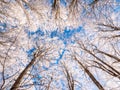 Frosty tree branch with snow in winter on blue sky. Cold weather in the forest. Frosty trees in snowy forest. Frozen trees in  win Royalty Free Stock Photo