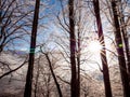 Frosty tree branch with snow in winter on blue sky. Cold weather in the forest. Frosty trees in snowy forest. Frozen trees in  win Royalty Free Stock Photo