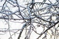 Frosty tree branch in winter.