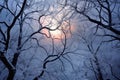 frosty tree branches against moonlit winter sky