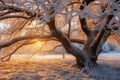 frosty tree branches backlit by sunrise Royalty Free Stock Photo