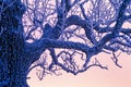 Frosty tree branches in twilight light in a cold winter evening Royalty Free Stock Photo