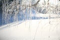 Frosty Tree On A Cold Sunny Winter Day near a frozen river. Royalty Free Stock Photo
