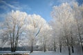 Frosty Tree On A Cold Sunny Winter Day Royalty Free Stock Photo