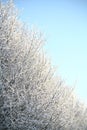 Frosty Tree On A Cold Sunny Winter Day Royalty Free Stock Photo