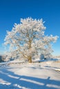 Frosty tree in a cold wintry landscape Royalty Free Stock Photo