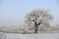 Frosty tree in countryside Royalty Free Stock Photo